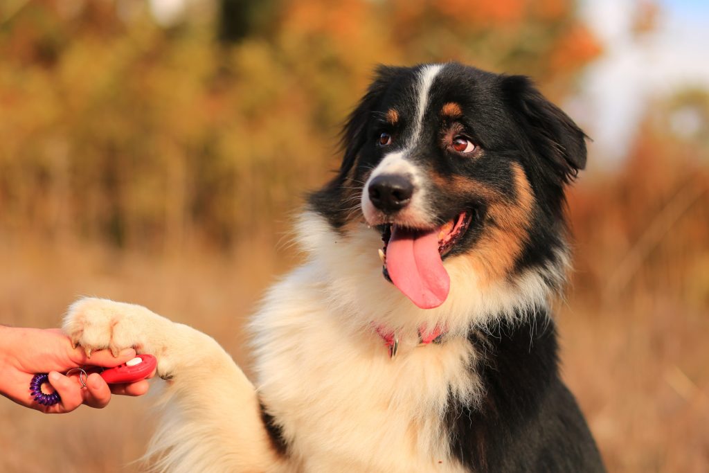 Köpek eğitimine başlamadan önce temel itaat, tuvalet, ödüllendirme ve sabır konuları hakkında bilgi alın. Profesyonel eğitim seçenekleriyle köpeğinizi en iyi şekilde eğitin.