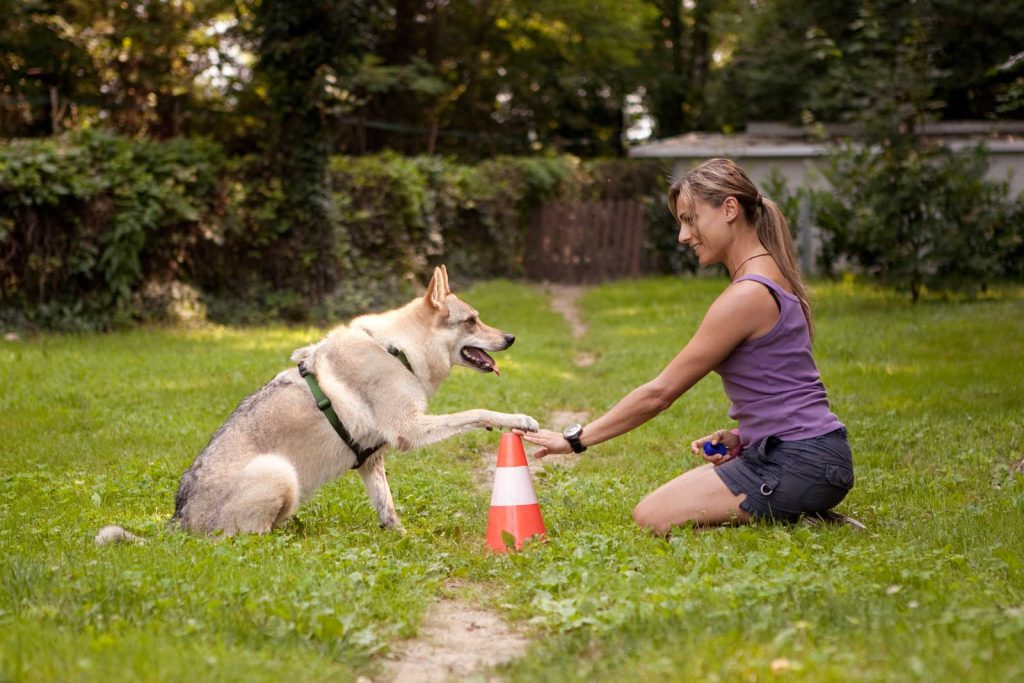 Köpek eğitimine başlamadan önce temel itaat, tuvalet, ödüllendirme ve sabır konuları hakkında bilgi alın. Profesyonel eğitim seçenekleriyle köpeğinizi en iyi şekilde eğitin.