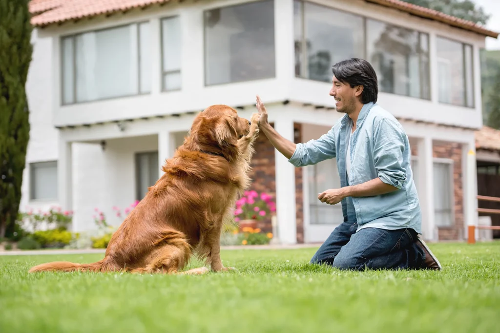 Köpek eğitimine başlamadan önce temel itaat, tuvalet, ödüllendirme ve sabır konuları hakkında bilgi alın. Profesyonel eğitim seçenekleriyle köpeğinizi en iyi şekilde eğitin.