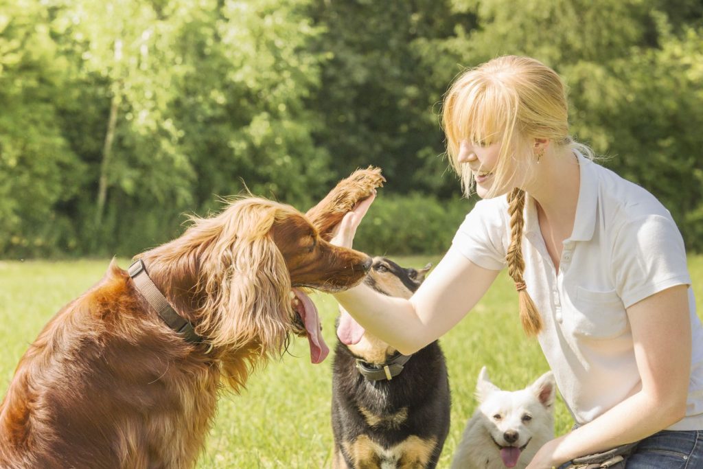 Köpek Eğitim Nasıl Verilir? Köpeklere Verilen Eğitimler Nelerdir