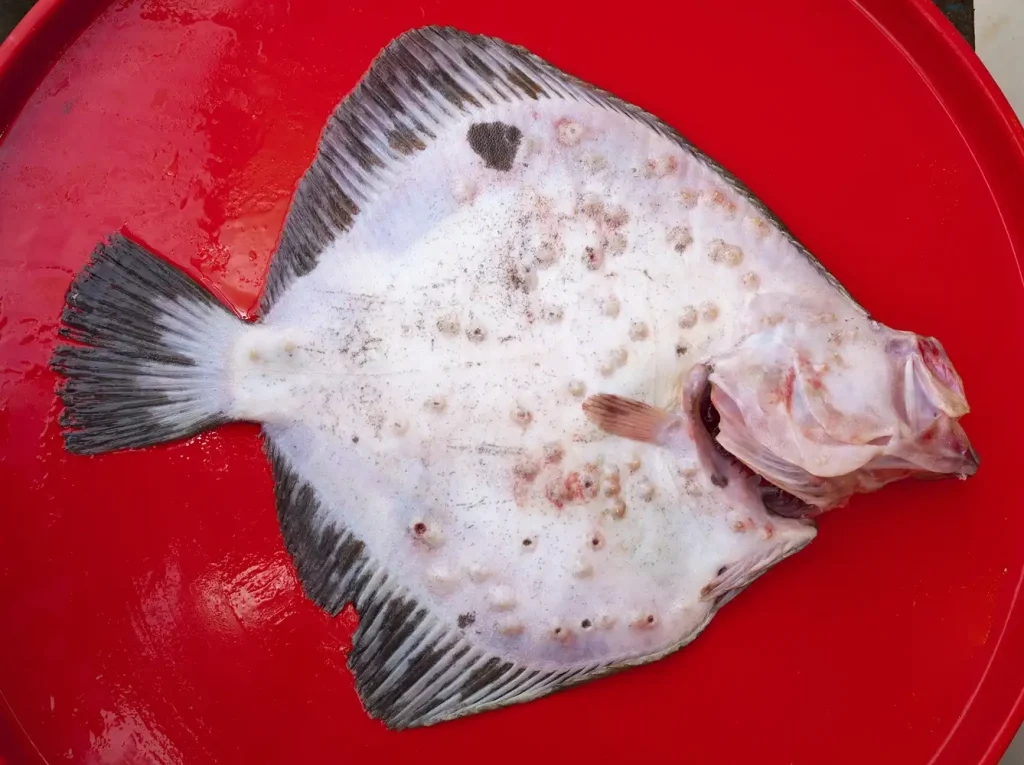 Kalkan Balığı Faydaları ve Özellikleri Nelerdir?